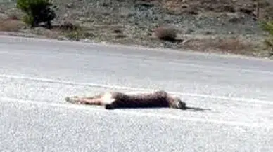 Tokat'ta aracın çarptığı vaşak telef oldu