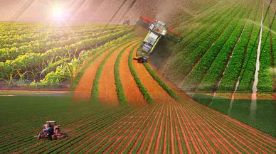 Bitkisel üretimde 2025'te ciddi düşüş, meyveler yüzde 30,9 azaldı