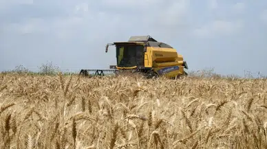 Buğday rekoltesinde korkutan düşüş