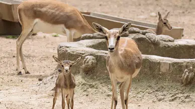 İzmir Doğal Yaşam Parkı’nda zebra, lemur, ceylan gibi hayvanların bebek heyecanı