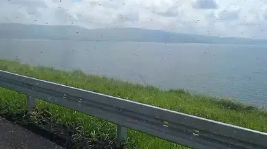 Ardahan’da böcek istilası: Çıldır Gölü’nü sinekler kapladı