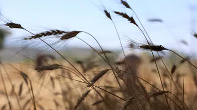 Bodrum Belediyesi'nden Üç Buçuk Ton Buğday Hasadı