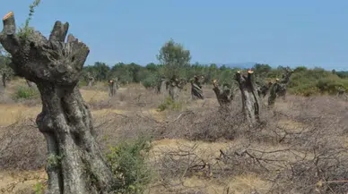 CHP'li Ayhan Barut: Yine rant ve talan hırsıyla zeytinliklere göz diktiler