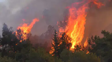 CHP’li Nalbantoğlu: “Somut bulgu olması için ormanların tamamının yanması mı gerek?”