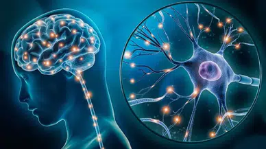 Bilim insanları: 'Bana beyin taramanızı gösterin, size gerçek arkadaşınız kim söyleyelim'