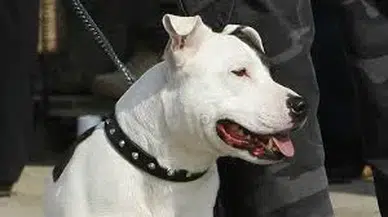 Sahibini öldüren köpek kokain yemiş
