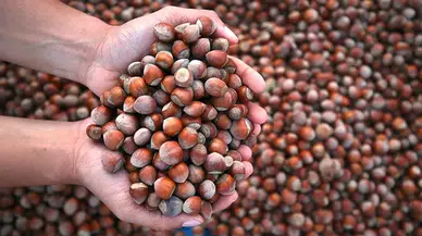 Giresun Milletvekili Elvan Işık Gezmiş: "Fındık Taban Fiyatı En Az 250-300 TL Olmalı"