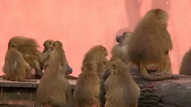 Nürnberg Hayvanat Bahçesinde 12 Şebek Öldürdü