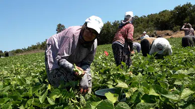 Balıkesirli Çiftçilerden Başkan Akın’a Teşekkür: “Emeğimizin Karşılığını Alıyoruz”