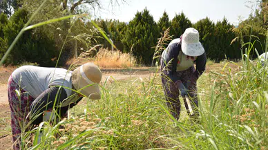 Balıkesir Büyükşehir Belediyesi BAÇEM’de Tıbbi Bitki Üretimi ve Çiftçi Eğitimi