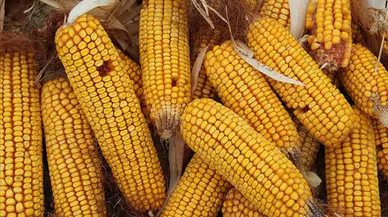 CHP'li Barut: Sıfır gümrükle mısır ithalatı Türk çiftçisini zora sokuyor!