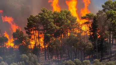 Orman yangınları ile ilgili 67 kişiye işlem, 13'ü tutuklandı; hukuki süreç sürüyor