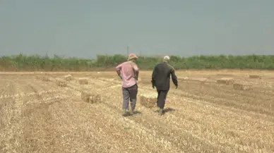 Silivri’de Kavurucu Sıcakta Saman Mesaisi: “Devletimize Oy Verdik, Pişmanız”