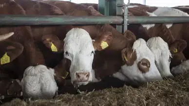 CHP'li Gürer: "100 baş hayvanın maliyeti 13 milyon lira!"