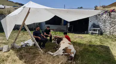 CHP’li Alp’ten Şap Hastalığı Alarmı: “Bakanlığın Hatası Binlerce Hayvanın Telef Olmasına Yol Açabilir”