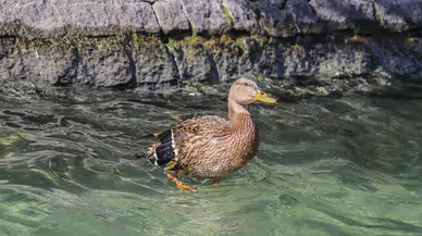 Yaralı Yavru Ördek Kuğulu Park’a Kavuştu: Parla’ya Yeni Bir Arkadaş Geldi