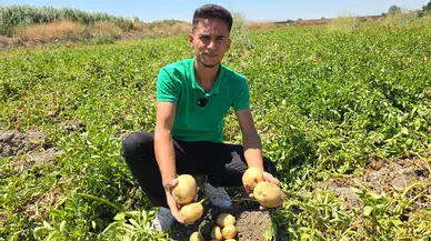Patates Üreticisi Ürünü Elinde Kaldı, Ücretsiz Dağıtarak Tepki Gösterdi