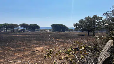 Bergama'da Anız Yangını Korkuttu: 16 Hektar Alan Zarar Gördü, Yerleşim Alanları Kurtarıldı