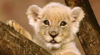 Cizre'de bir araçta yavru aslan bulundu