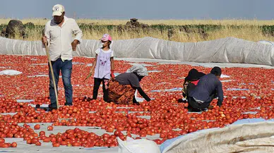 Karacadağ Eteklerinden Avrupa Mutfaklarına: Kurutulmuş Domates İhracatı Sürüyor