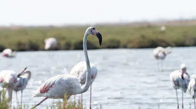 İzmir'de Flamingo Yolu Turları Başladı, Kuş Gözlemi İmkânı Sunuyor!