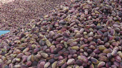 Fıstık fiyatları için stokçular suçlanıyor