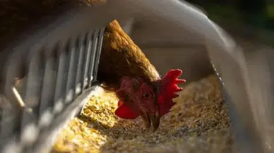 TÜİK: Haziran 2025'te yumurta üretimi düştü, tavuk etinde artış kaydedildi!