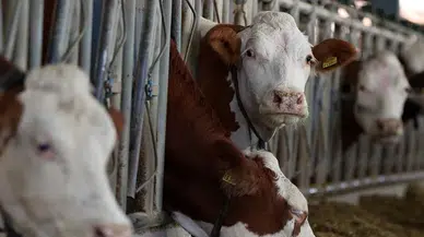 TVHB: Şap Hastalığı ile Mücadelede Veteriner Hekim İhtiyacı Artıyor