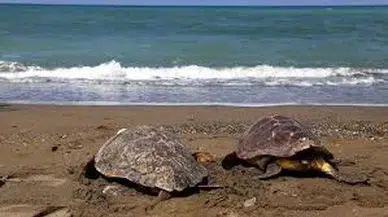Yine 'Caretta caretta saldırdı' iddiası: Kameramı üç kere ağzına soktum, öyle kurtuldum