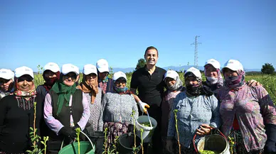 Balıkesir'de Çiftçi Destek Programı ile Bamya Üreticilerine Destek Sağlanıyor