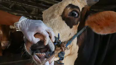 Ardahan Alarmda: Şap Hastalığı Hayvancılığı Çökertti!