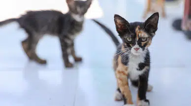 Buca Belediyesi 212 Sokak Hayvanını Yeni Yuvaya Kavuşturdu