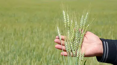 Ziraat Odası Uyardı: “Nüfus Artıyor, Üretim Yerinde Sayıyor”