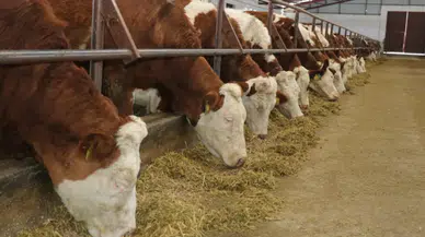 CHP'li Barut: Şap salgınına karşı yeterli önlem alınmadı, halk sağlığı tehlikede!