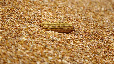 Kadirli çiftçileri mısır fiyatına tepkili: "Bizi kurtarmıyor, çiftçiliği bırakacağız"