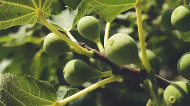 İklim Krizi ve Enerji Santralleri Aydın’ın İncirini Vuruyor