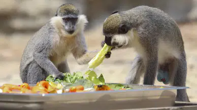 Mersin’de Kavurucu Sıcağa Karşı Hayvanlara Fıskiye ve Buzlu Meyve Desteği