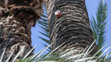 İzmir, palmiye ağaçlarını korumak için yapay zeka ve sismik sensör kullanıyor!