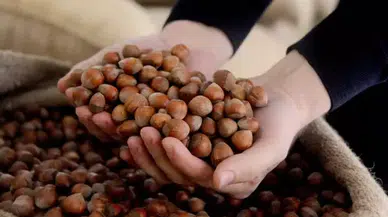 Karadenizli Üretici İçin Kritik Uyarı: “Fındıkta Sürdürülebilir Fiyatlama Şart”