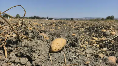 CHP’li Erhan Adem: “Patates Dağıtan Çiftçiye Soruşturma Zulümdür”