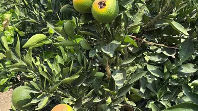 Aşırı sıcakla boğuşan çiftçiler için CHP'li vekilden iktidara çağrı