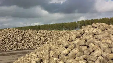 CHP’li Akbulut’tan Şeker Pancarı İçin 3.350 TL Taban Fiyat Çağrısı