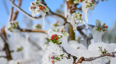 Zirai don zararına, çiftçilere destekleme ödemesi yapılacak!