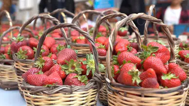 BAŞKAN ŞAHİN İZMİRLİLERİ, ÇİLEK DİYARI EMİRALEM'DE BULUŞTURACAK…