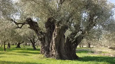 260 milletvekili Anayasa Mahkemesi'nde zeytinlikleri korumak için yasa iptali davası açtı