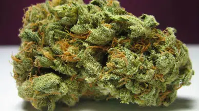 Muğla'da JİHA ile yapılan operasyonda 210 kg skunk ele geçirildi, 2 zehir taciri yakalandı