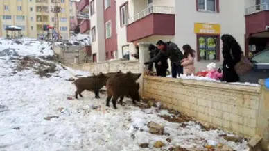 Tunceli'de vatandaşlar, şehre inen yaban domuzlarını besledi
