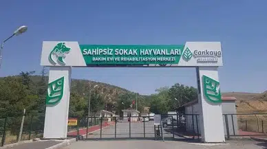 Kuğulara Sağlık Taraması