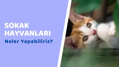 Sokak hayvanları için neler yapabiliriz?