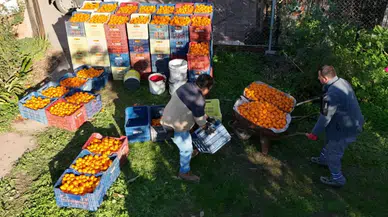 Bodrum Belediyesi'nden Mandalina Üreticilerine Destek ve Türkiye'ye Sevkiyat Müjdesi